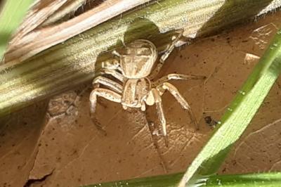 <i>Xysticus</i>