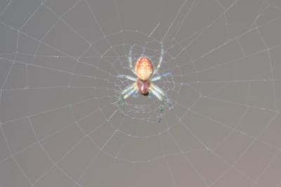 <i>Araniella</i>