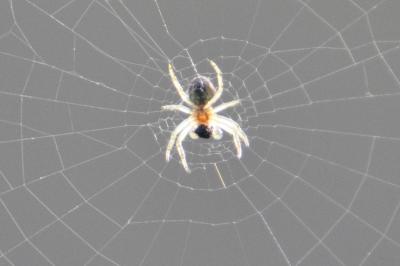 <i>Araniella</i>
