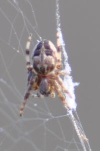 <i>Larinioides cornutus</i>