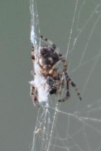 <i>Larinioides cornutus</i>