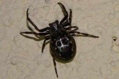 <i>Nuctenea umbratica</i>