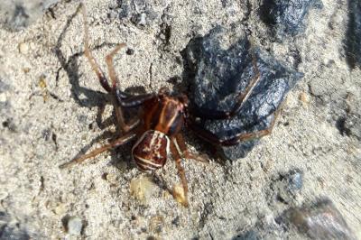 <i>Xysticus</i>