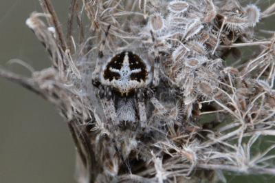 <i>Agalenatea redii</i>