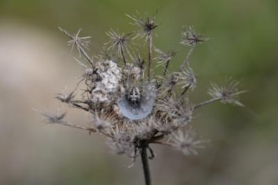<i>Larinioides cornutus</i>