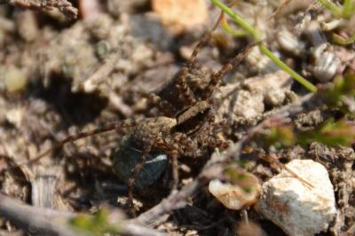 <i>Pardosa</i>