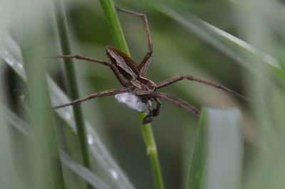 <i>Pisaura mirabilis</i>