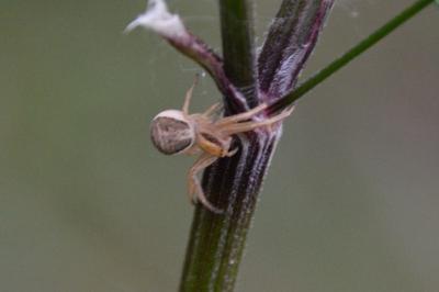<i>Xysticus</i>