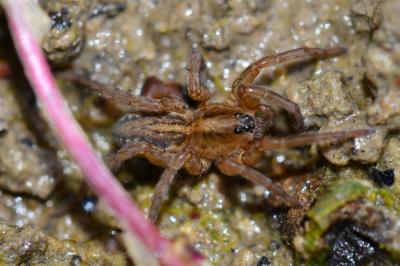 <i>Trochosa</i>