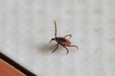 <i>Ixodes</i>