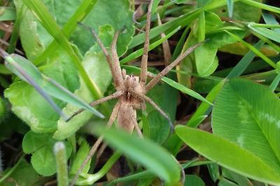 <i>Pisaura mirabilis</i>