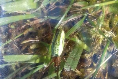 <i>Tetragnatha</i>