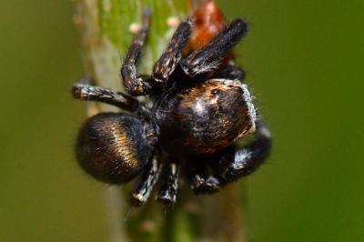 Evarcha arcuata