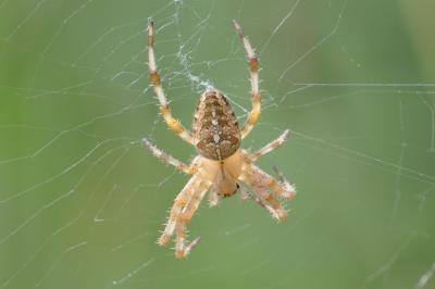 Araneus diadematus
