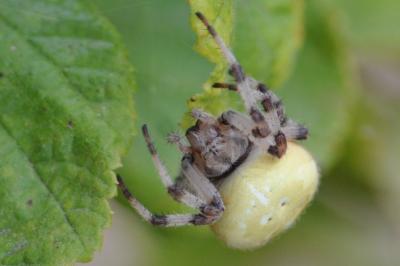 Araneus quadratus