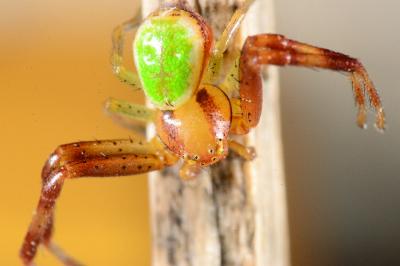 Ebrechtella tricuspidata