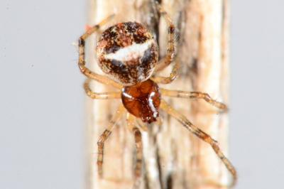 Simitidion simile