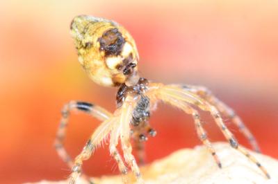 Cyclosa conica