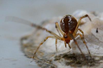 Theridiidae