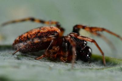 Cercidia prominens