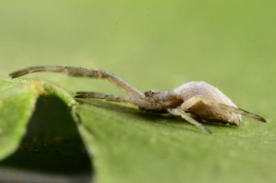 Uloborus walckenaerius