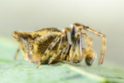 Cyclosa conica