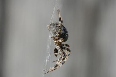 Araneidae