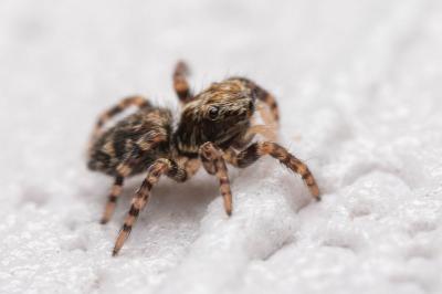Pseudeuophrys erratica