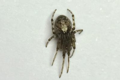 Zygiella x-notata