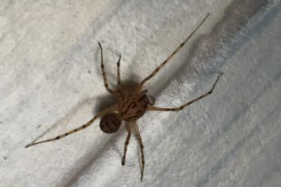 Scytodes thoracica