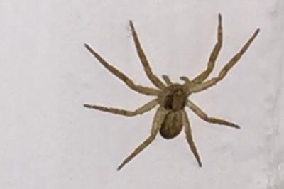 Philodromus dispar