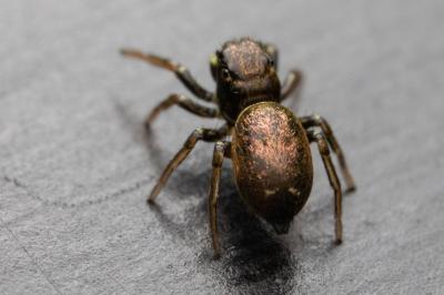 Heliophanus auratus
