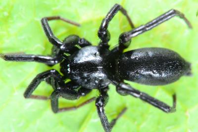 Drassyllus lutetianus