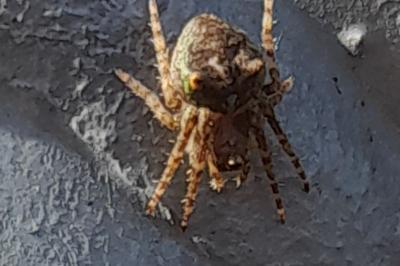Gibbaranea gibbosa