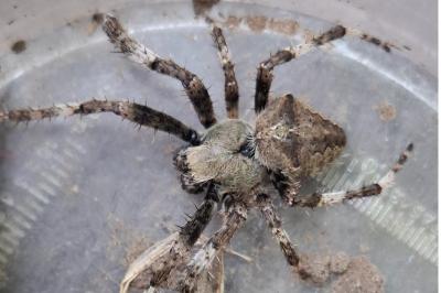 <i>Araneus angulatus</i>