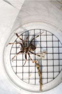 <i>Araneus angulatus</i>
