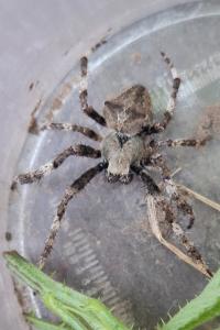 <i>Araneus angulatus</i>