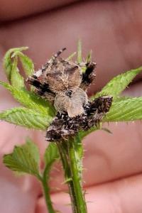 <i>Araneus angulatus</i>