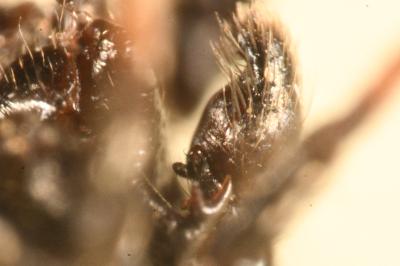 <i>Heliophanus kochii</i>