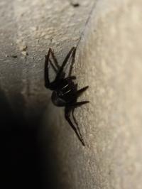 <i>Segestria florentina</i>