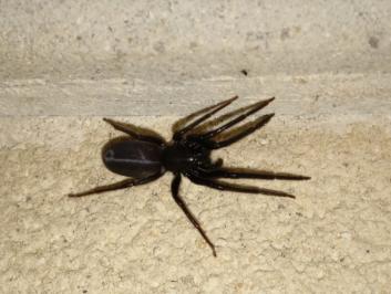 <i>Segestria florentina</i>