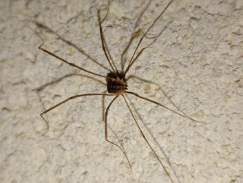 <i>Opilio canestrinii</i>