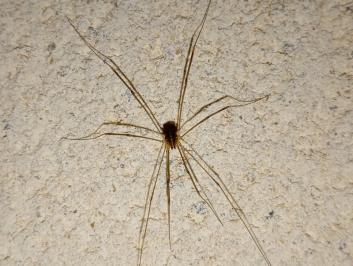 <i>Opilio canestrinii</i>