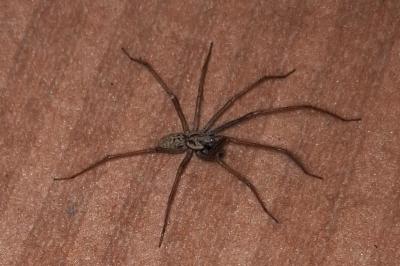 <i>Eratigena</i>