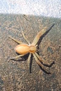 <i>Philodromus</i>