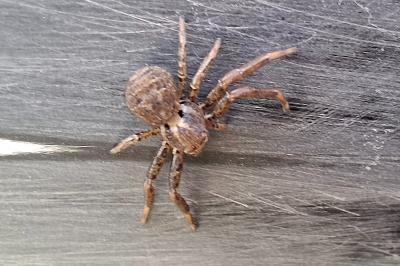 <i>Xysticus</i>