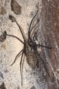 <i>Eratigena</i>