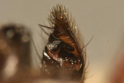 <i>Coelotes atropos</i>
