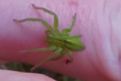 <i>Micrommata ligurina</i>