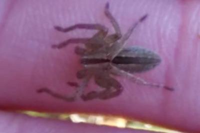 <i>Micrommata ligurina</i>